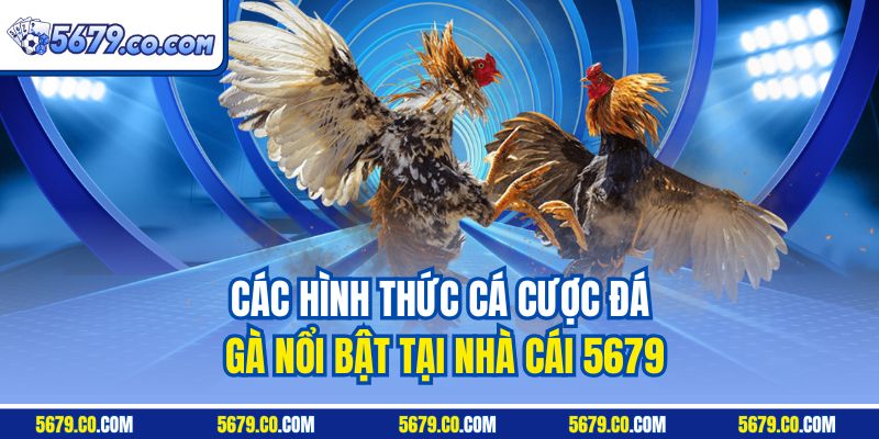 Các hình thức cá cược đá gà nổi bật tại nhà cái 5679