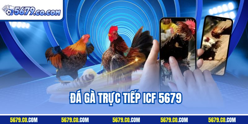 Đá Gà Trực Tiếp ICF 5679 - So Tài Cá Cược Đỉnh Cao