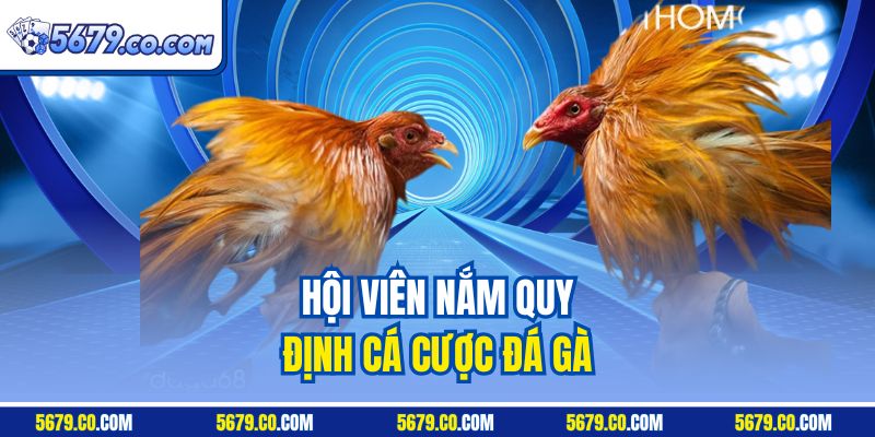 Hội viên nắm quy định cá cược đá gà