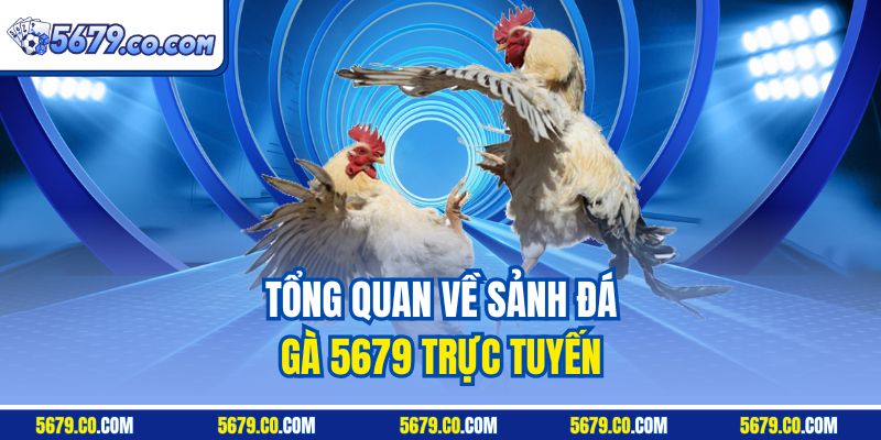 Tổng quan về sảnh đá gà 5679 trực tuyến