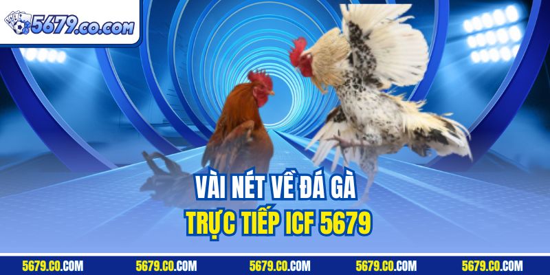 Vài nét về đá gà trực tiếp ICF 5679